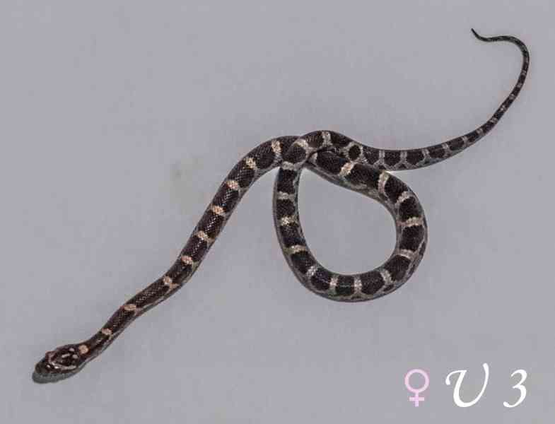 Mláďata Pantherophis guttatus - foto 3