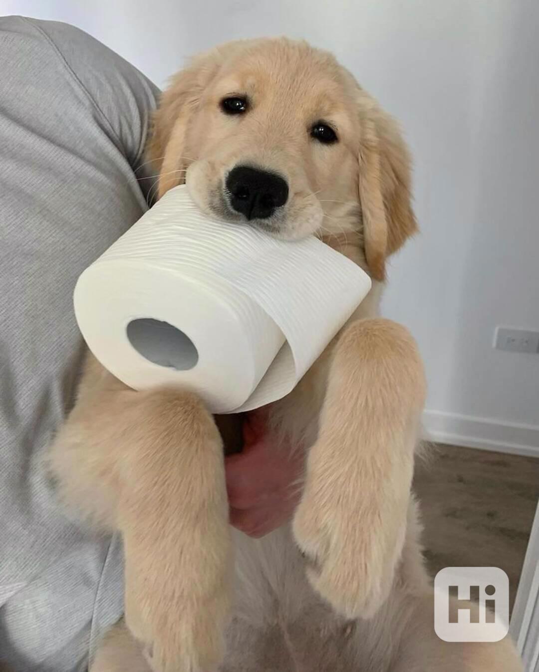 Golden Retrievr - foto 1