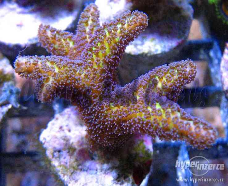 levně korály do mořských akvárii - foto 1