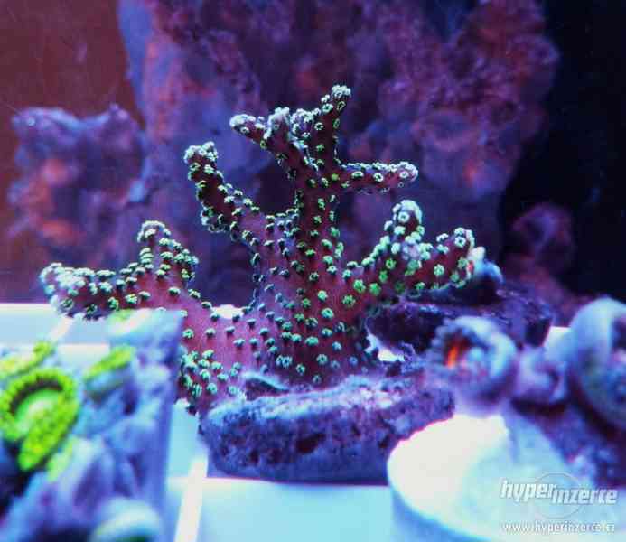 levně korály do mořských akvárii - foto 2