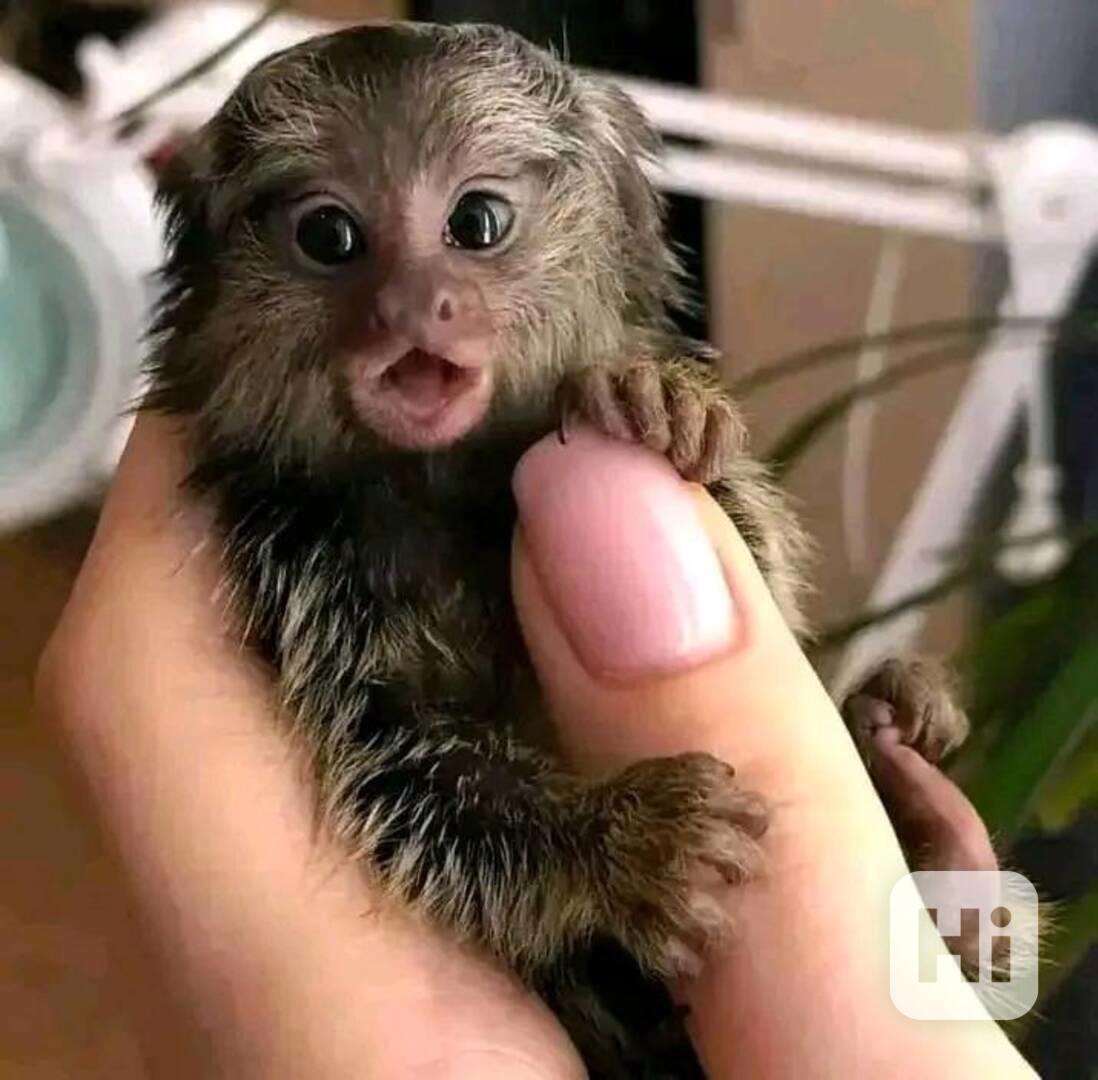 Zdravé opice  na prstech kosmanů k bezplatné adopci  - foto 1