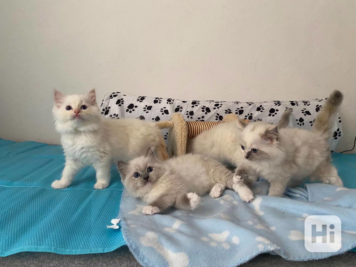 Ragdoll koťátka s PP - foto 1