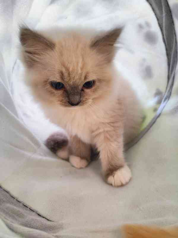Ragdoll koťátka s PP - foto 10