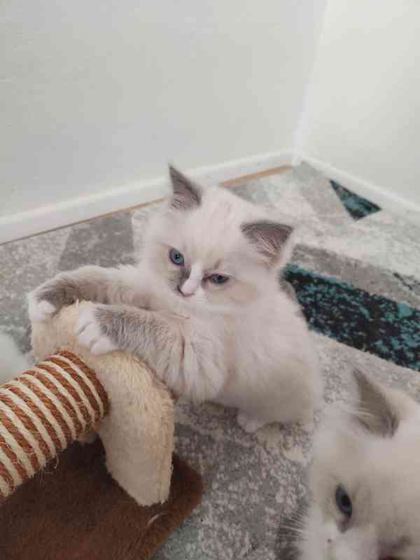 Ragdoll koťátka s PP - foto 9