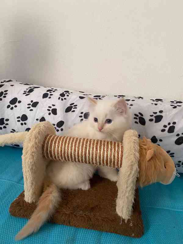 Ragdoll koťátka s PP - foto 6