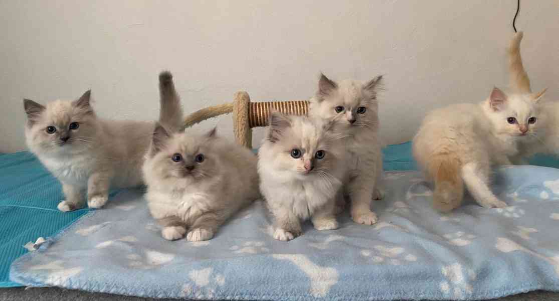 Ragdoll koťátka s PP - foto 7
