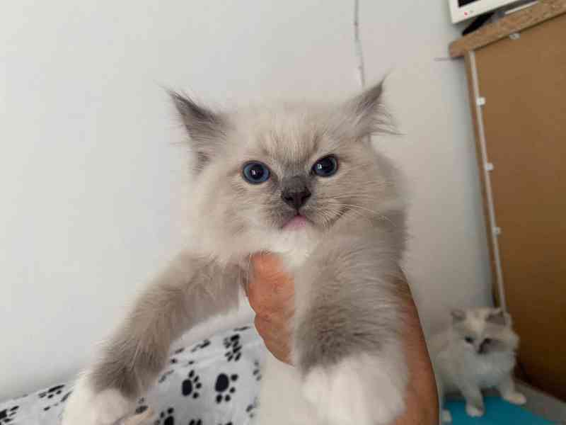 Ragdoll koťátka s PP - foto 5