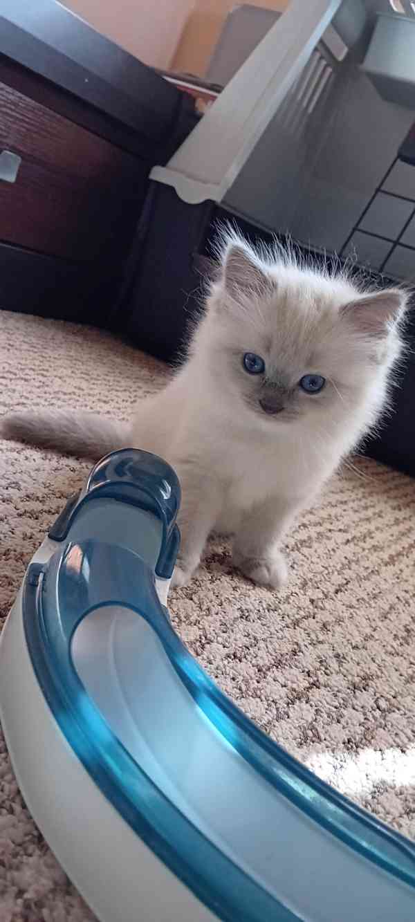 Ragdoll koťátka s PP - foto 2