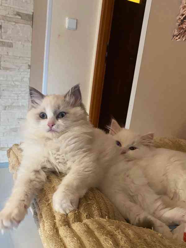 Ragdoll koťátka s PP - foto 8