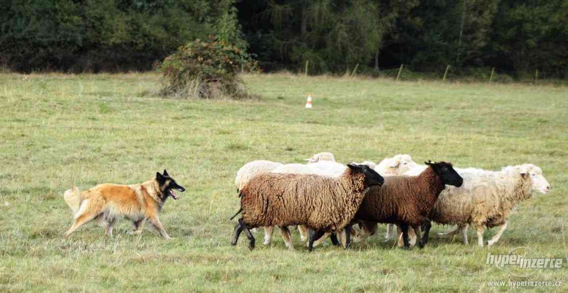 Belgický ovčák Tervueren s PP - foto 6