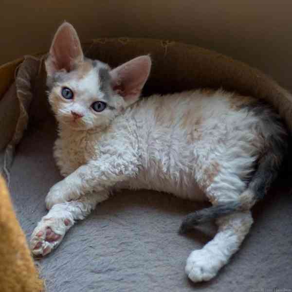 kotě devon rex - foto 5