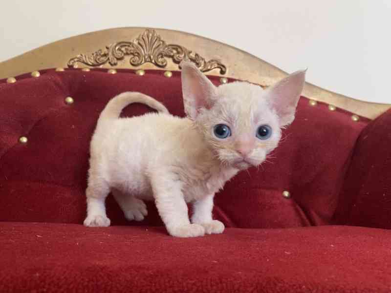 kotě devon rex - foto 2