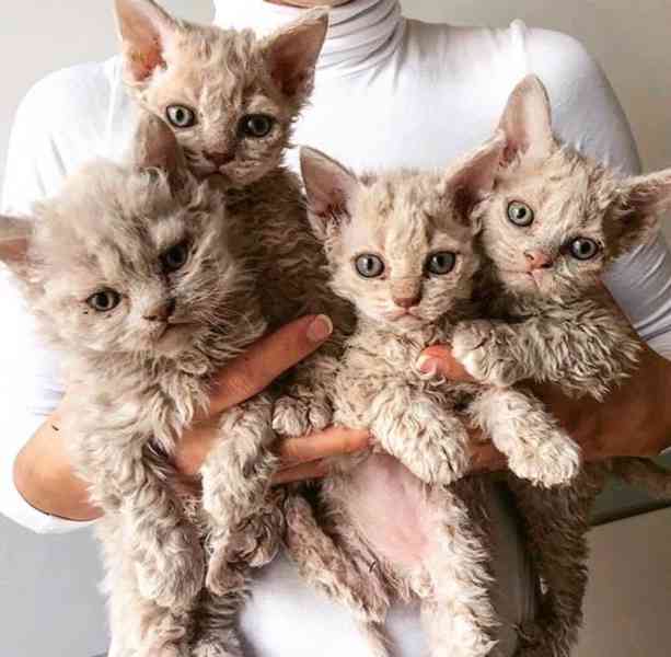 kotě devon rex - foto 1