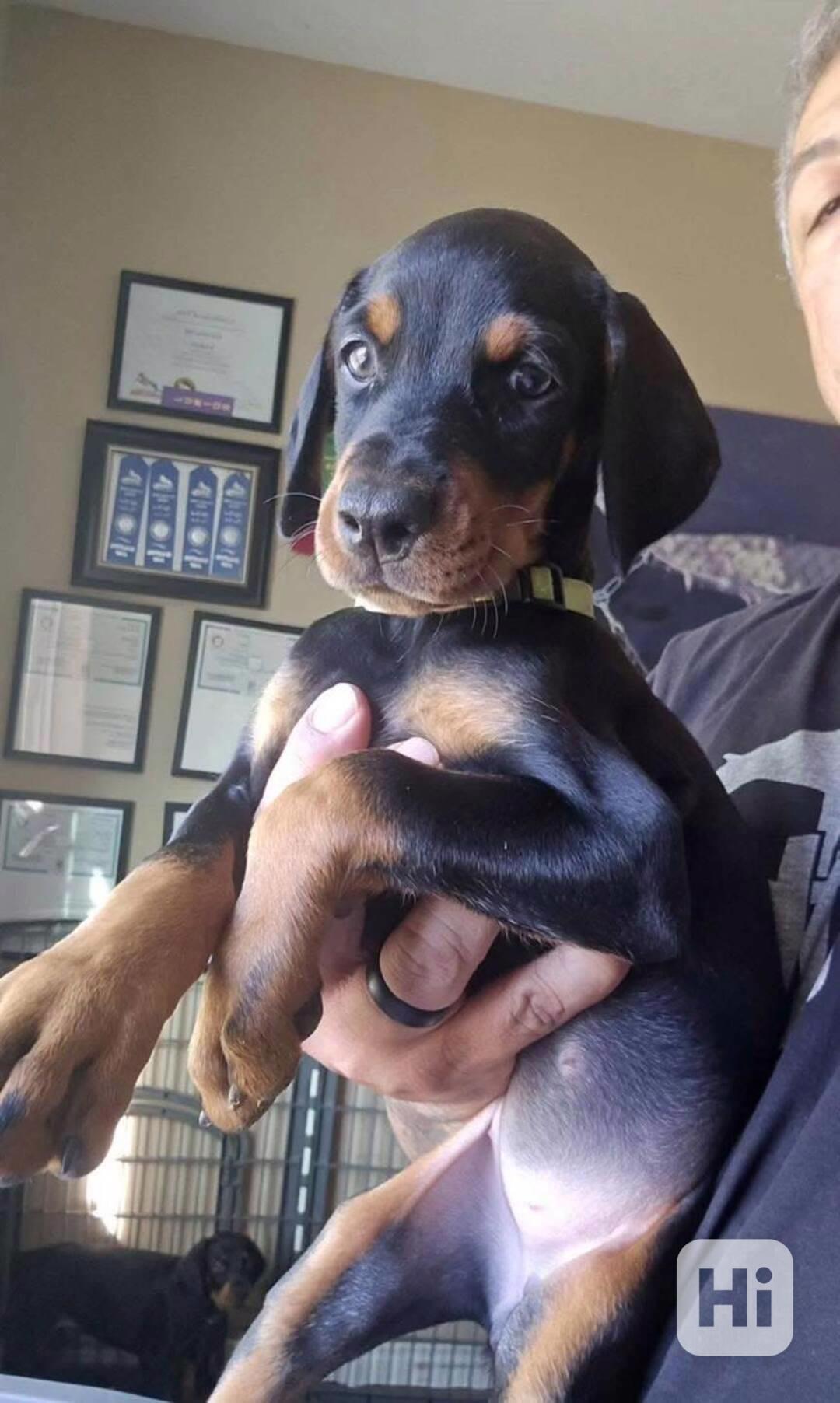 Dobrman naléhavě potřebuje nový domov. - foto 1