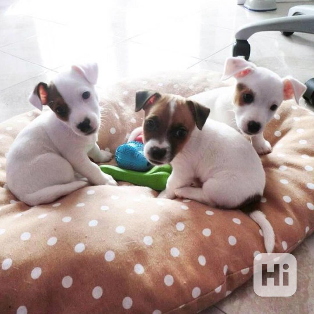 12 týdenní štěně jack russella k adopci zdarma  - foto 1