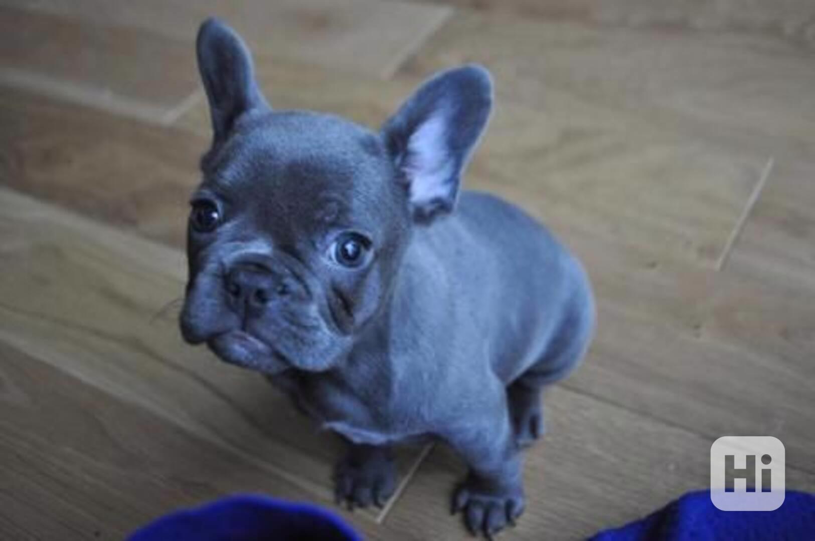 Francouzský buldoček štěňata - foto 1