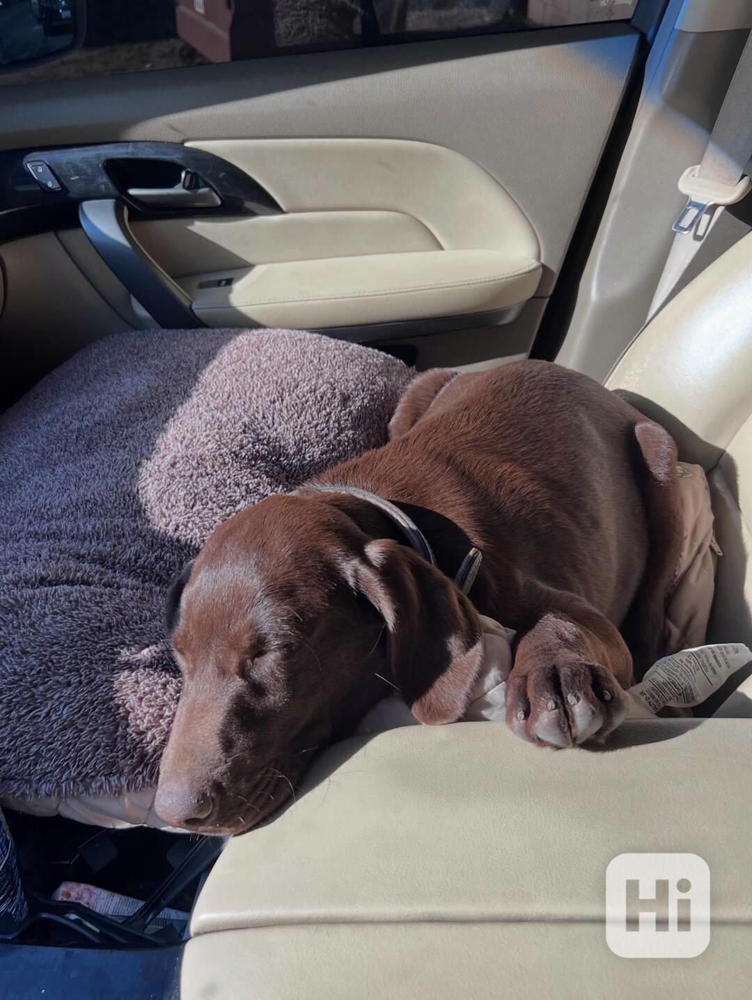 Prodáme štěňata labradorského retrívra - foto 1