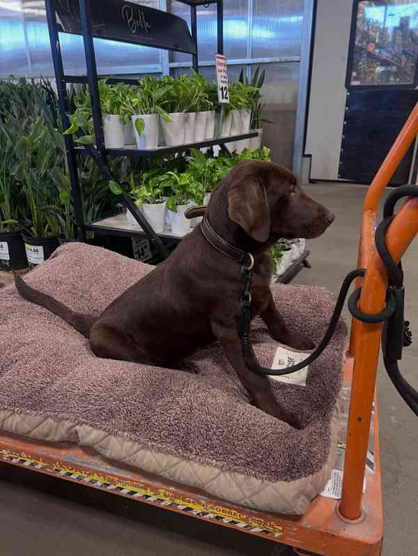 Prodáme štěňata labradorského retrívra - foto 2