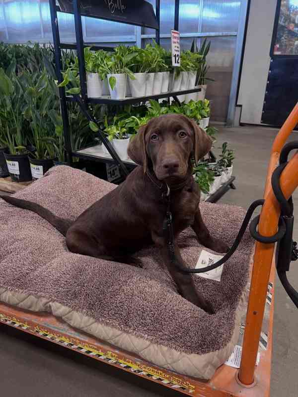 Prodáme štěňata labradorského retrívra - foto 4