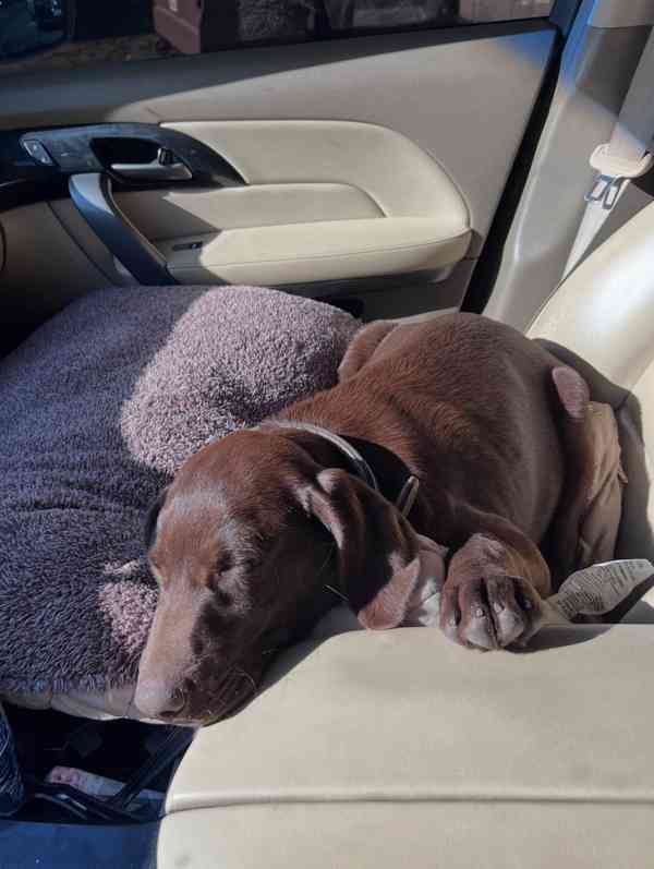 Prodáme štěňata labradorského retrívra