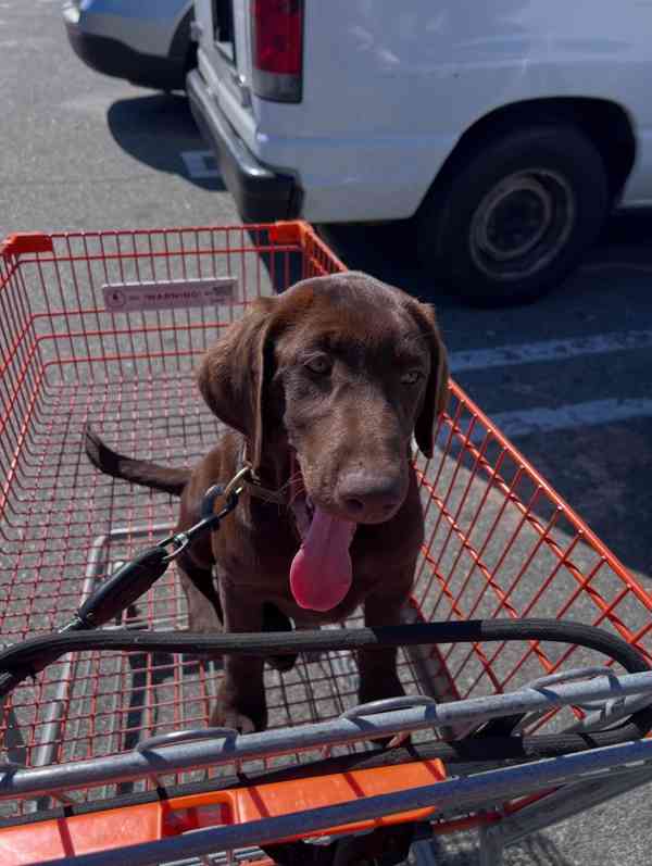 Prodáme štěňata labradorského retrívra - foto 3