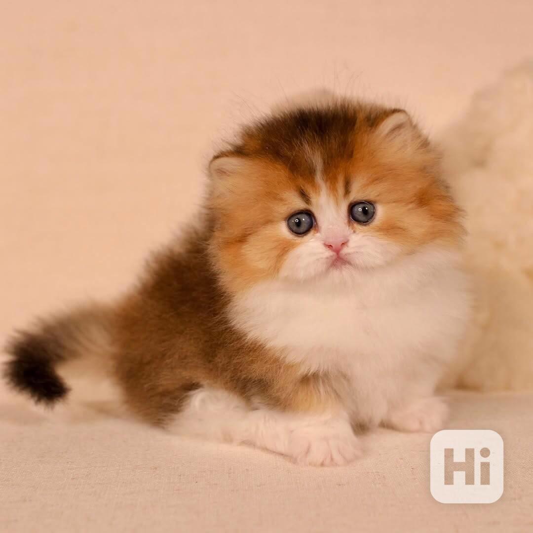 Koťátka britské krátkosrsté plemene munchkin, samci a samice - foto 1