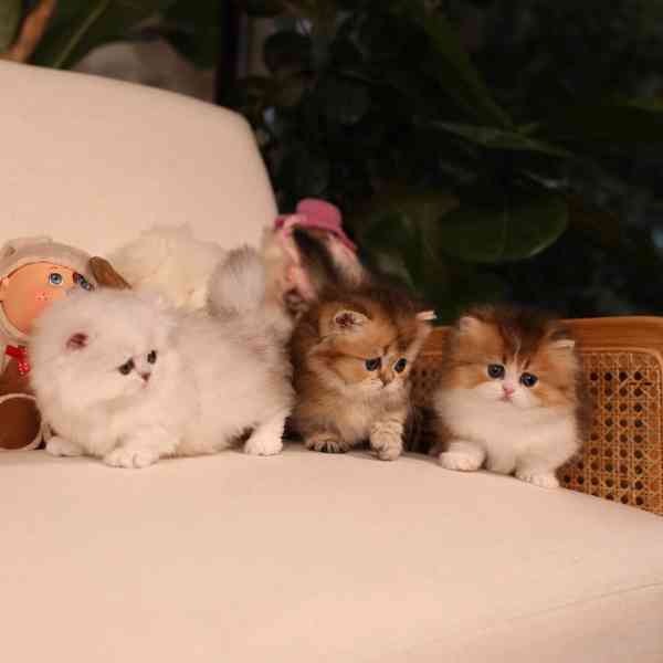 Koťátka britské krátkosrsté plemene munchkin, samci a samice - foto 3