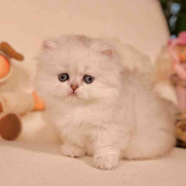 Koťátka britské krátkosrsté plemene munchkin, samci a samice - foto 2