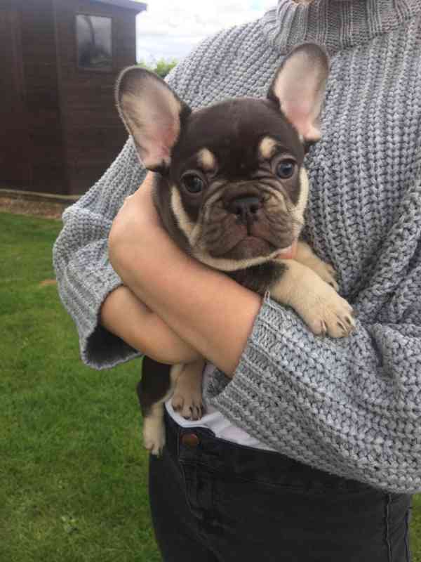 Skvělá štěňata francouzského buldočka - foto 2