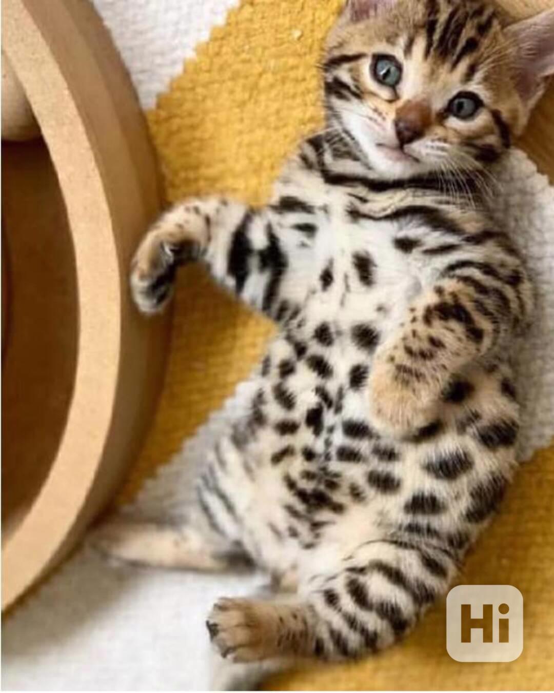 Bengalská  kočka bez PP  - foto 1