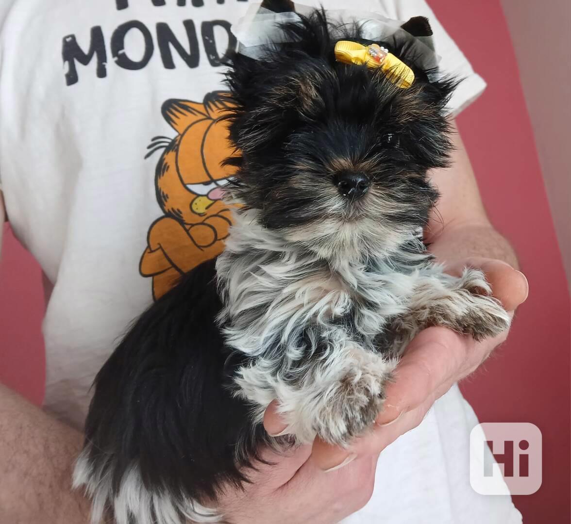 Biewer Jorkšírský teriér kluk  - foto 1