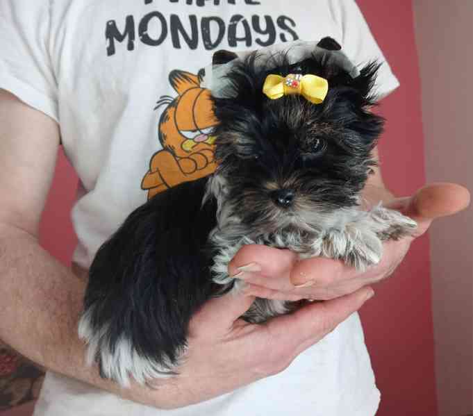 Biewer Jorkšírský teriér kluk  - foto 2