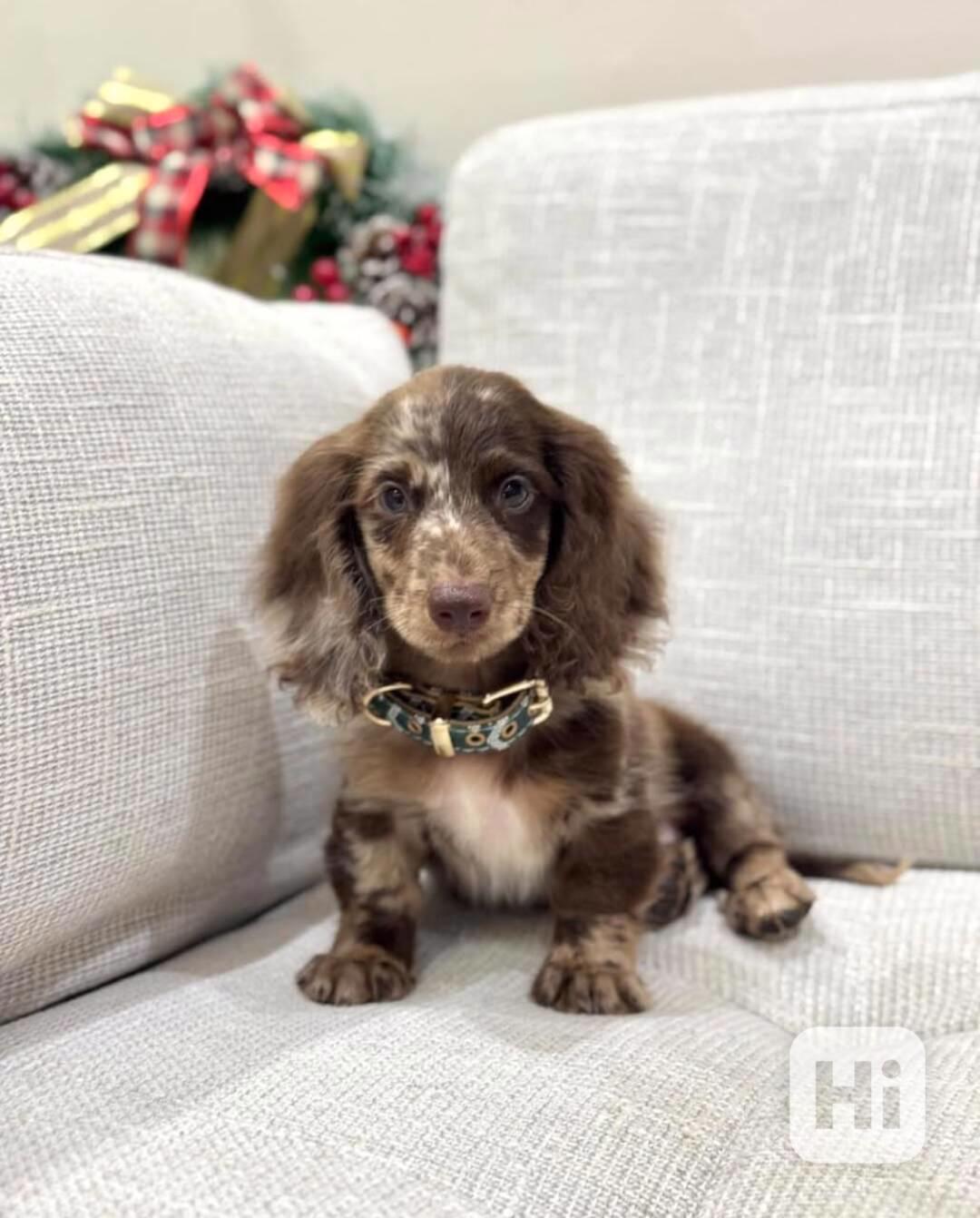 Tato krásná štěňátka jezevčíků  - foto 1