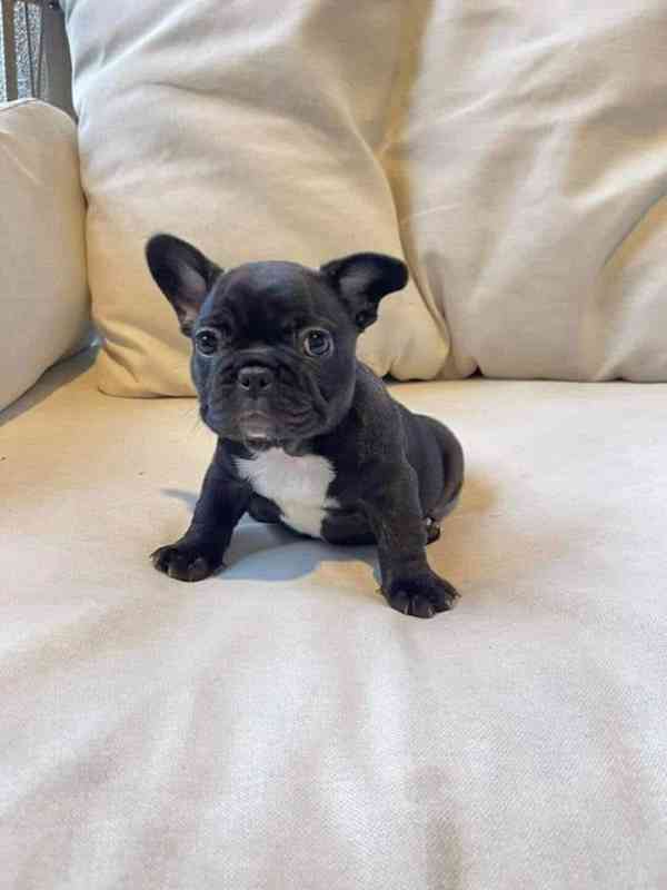 11týdenní štěňata francouzského buldočka  - foto 1