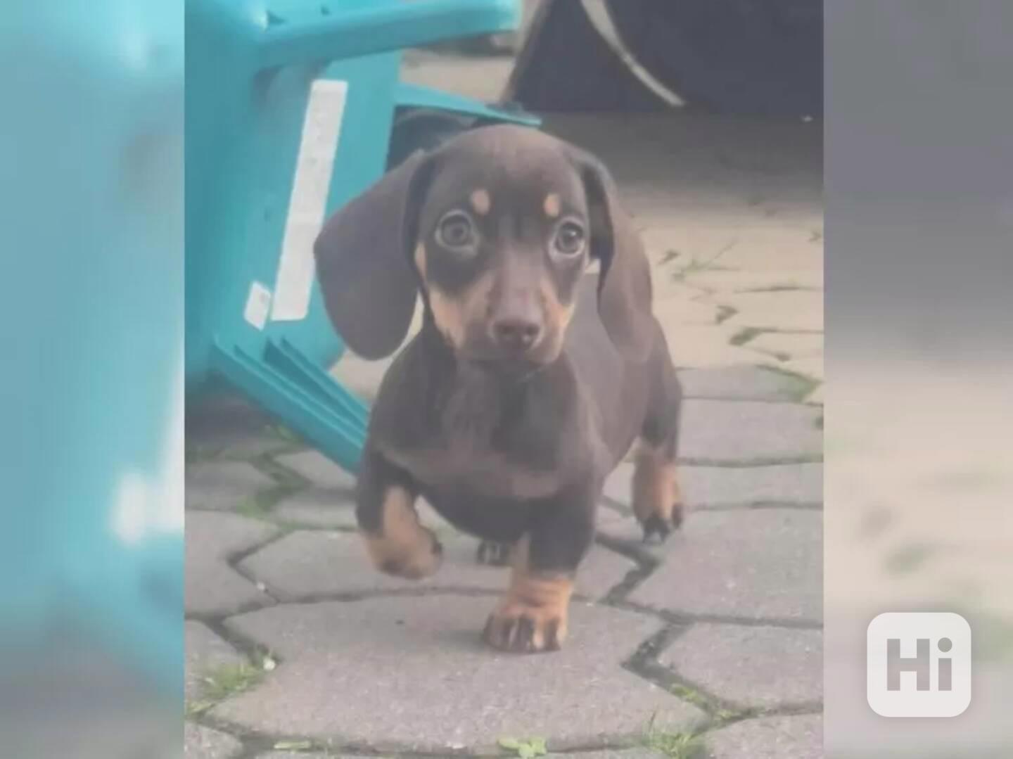 Jezevčík hladkosrstý trpasličí - foto 1