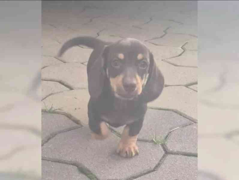 Jezevčík hladkosrstý trpasličí - foto 3