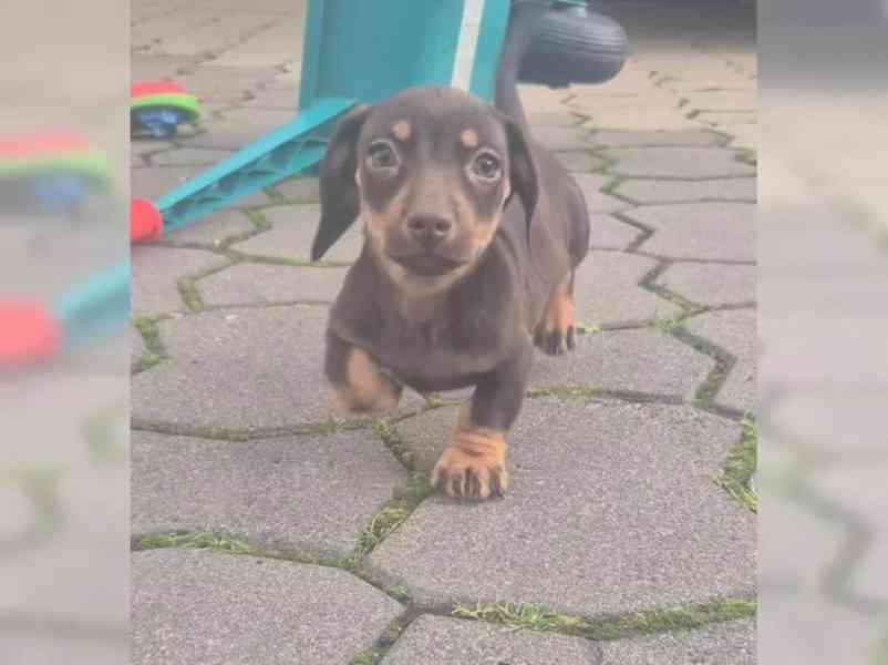 Jezevčík hladkosrstý trpasličí - foto 2