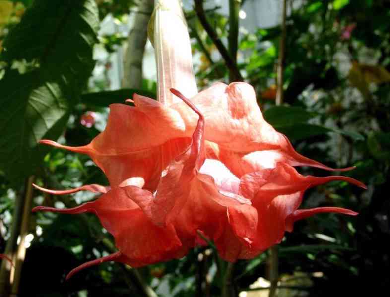 řízek Brugmansia Angels Exotic - Andělská trumpeta - foto 1