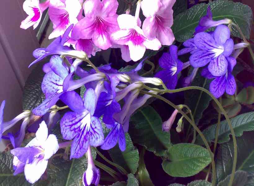 Modrofialová tořivka - Streptocarpus - mladá rostlina - foto 3