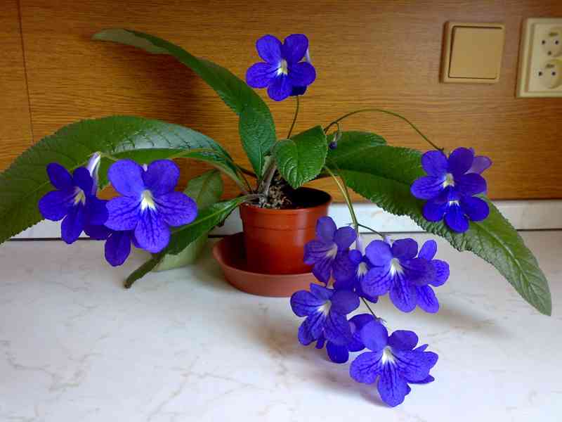 Modrofialová tořivka - Streptocarpus - mladá rostlina - foto 5