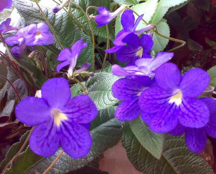 Modrofialová tořivka - Streptocarpus - mladá rostlina - foto 1