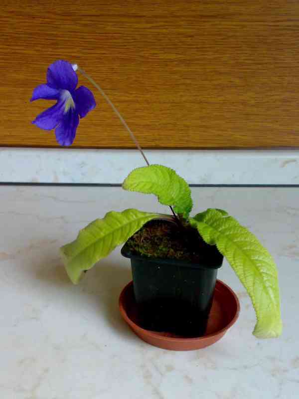 Modrofialová tořivka - Streptocarpus - mladá rostlina - foto 6