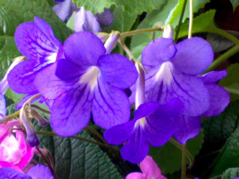 Modrofialová tořivka - Streptocarpus - mladá rostlina - foto 2