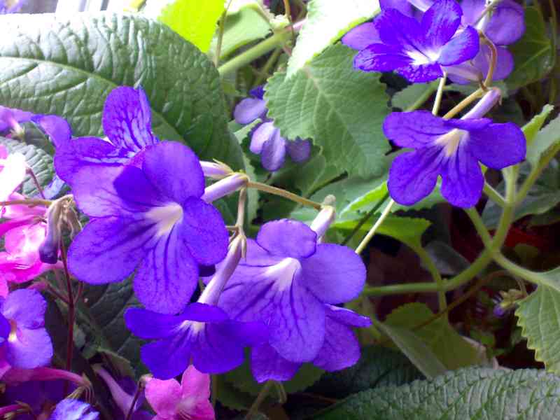 Modrofialová tořivka - Streptocarpus - mladá rostlina - foto 4