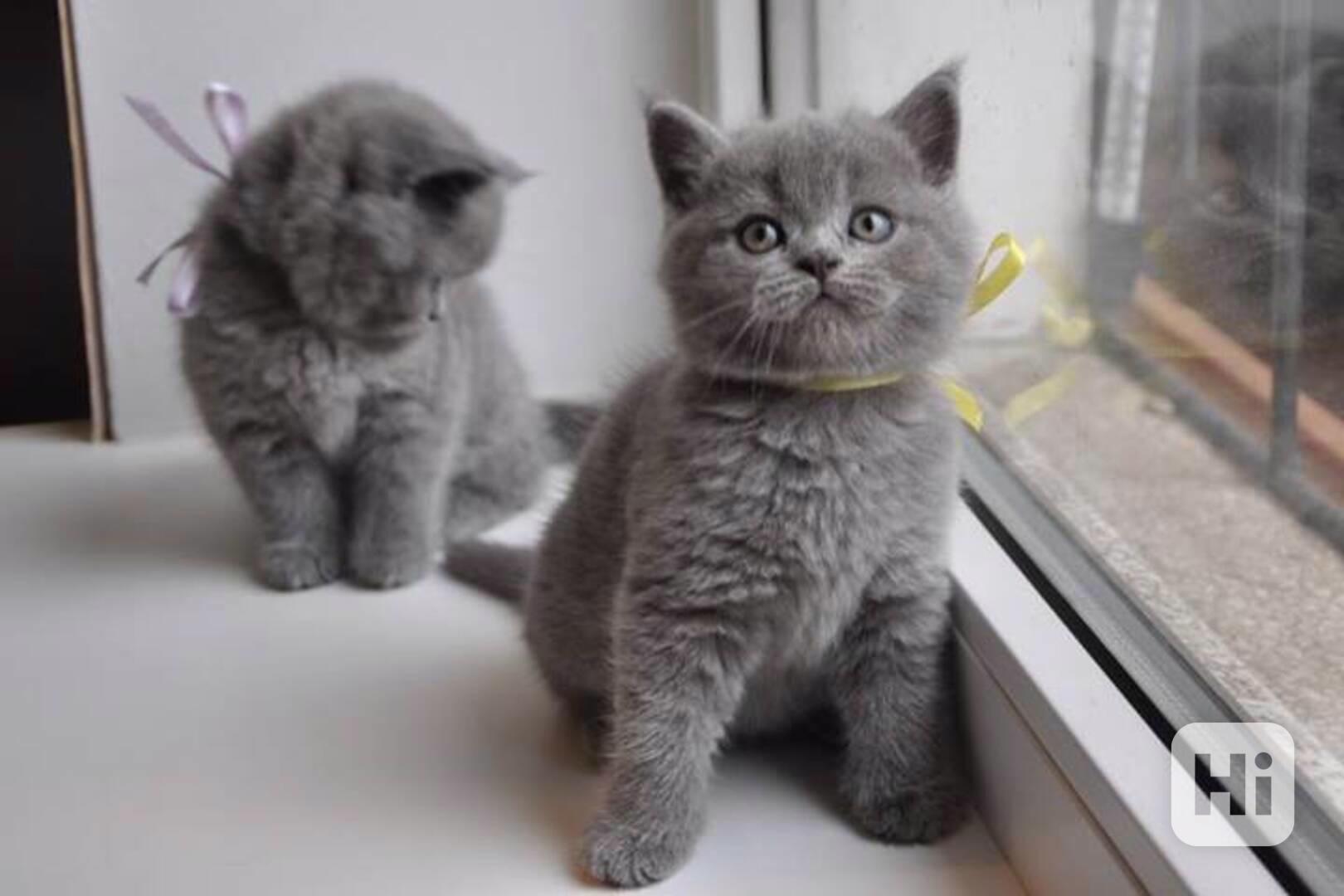 Koťátka britské krátkosrsté šelmy z Tampica - foto 1