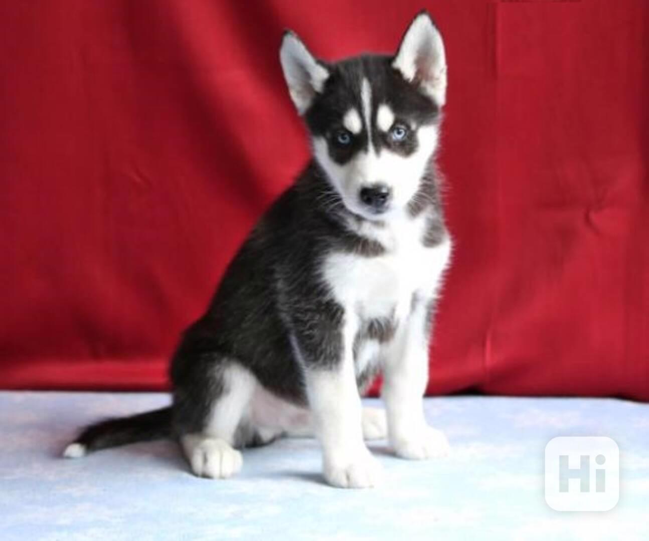 Štěňata sibiřského huskyho, pejsek a fena - foto 1