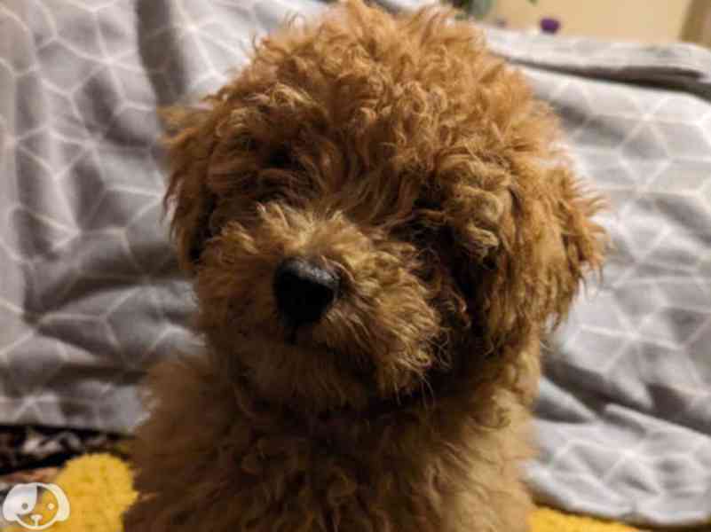 Rozkošná štěňata pudla na prodej - foto 2