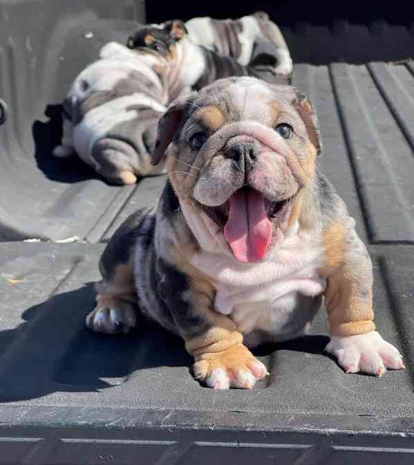 mini bulldog - foto 2