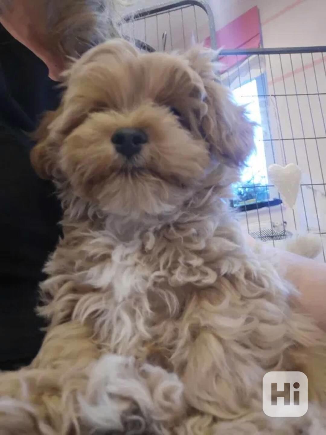 Maltipoo / Toy Pudl / Psi  - foto 1