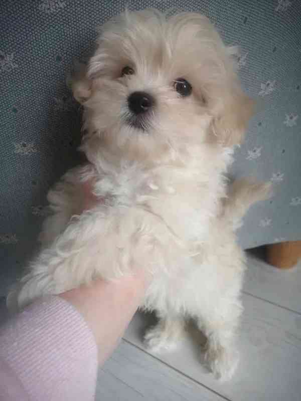 Maltipoo / Toy Pudl / Psi  - foto 6